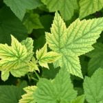 Mild yellowing of leaves is nitrogen deficiency in the plants.