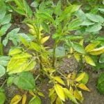 Yellowing of old leaves along with new leaves is a serious symptom.