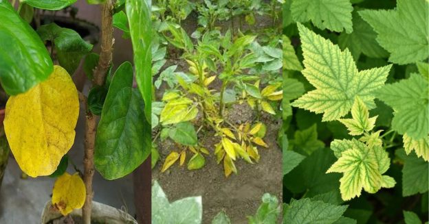 Yellow or slightly yellowing leaves are a sign of nitrogen deficiency in the plants.