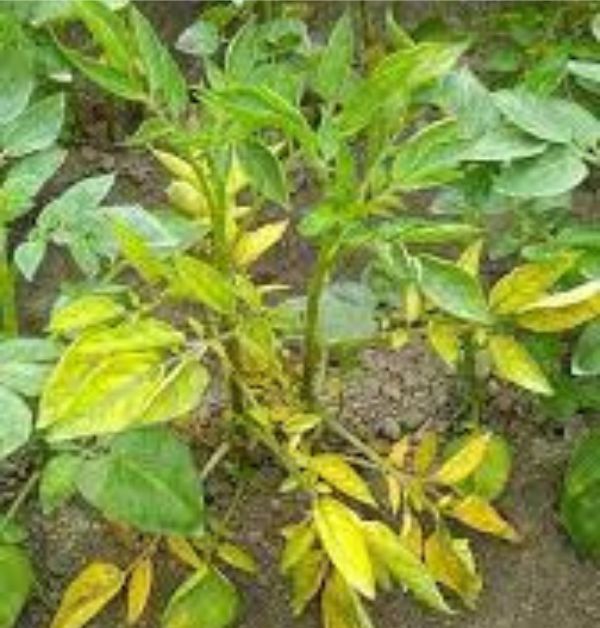 The Causes And Solutions Of Nitrogen Deficiency In Plants