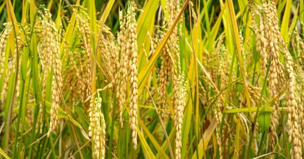 Proper implementation of disease management results in healthy golden rice.