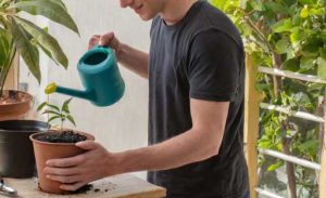 A person watering his mango plant at home.