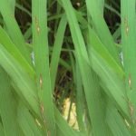 lesions, gray spots, and white or pink spores on rice leaves