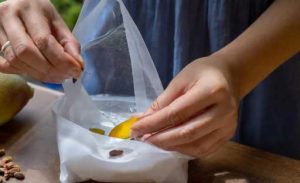 A person's hands are seen delicately wrapping the mango seed with a damp paper towel.