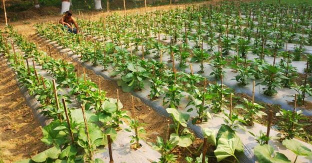A green capsicum plot with plastic mulching it has many advantages & disadvantages.