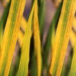 Longitudinal yellow streaks on rice leave due to Tungro disease