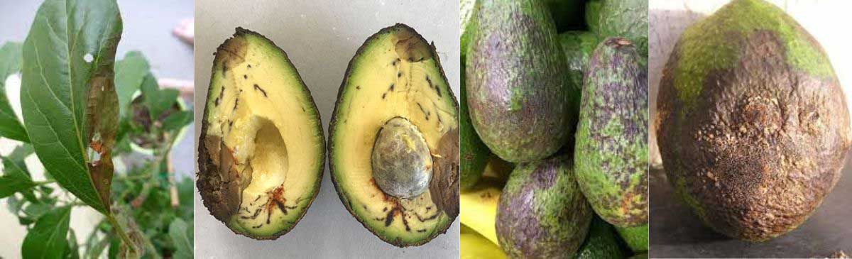 Symptoms of anthracnose on avocado fruit and leaves. 