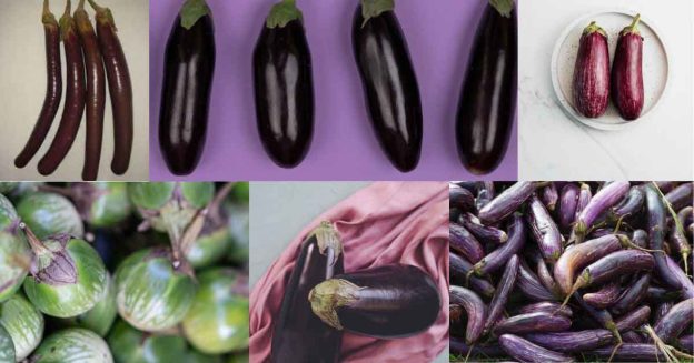 Different Types of Eggplants.