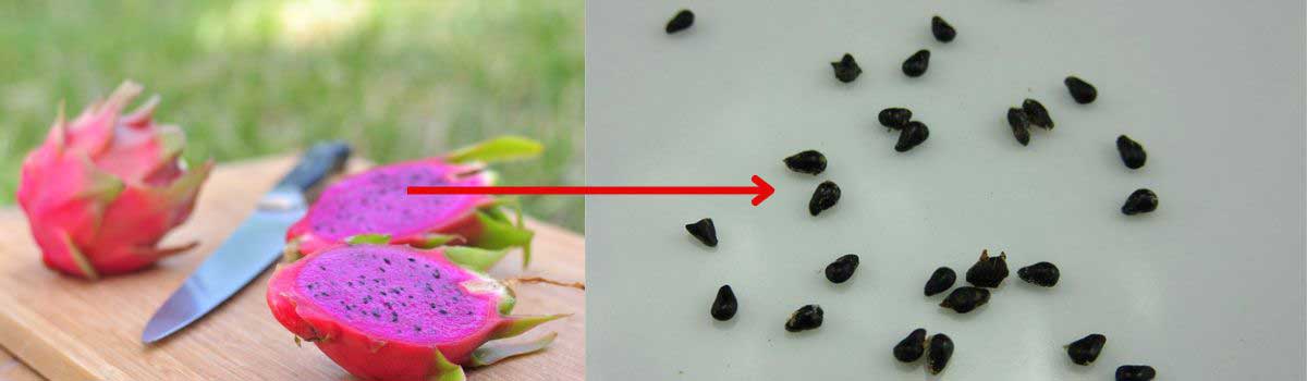 The seeds are separated from the dragon fruit.