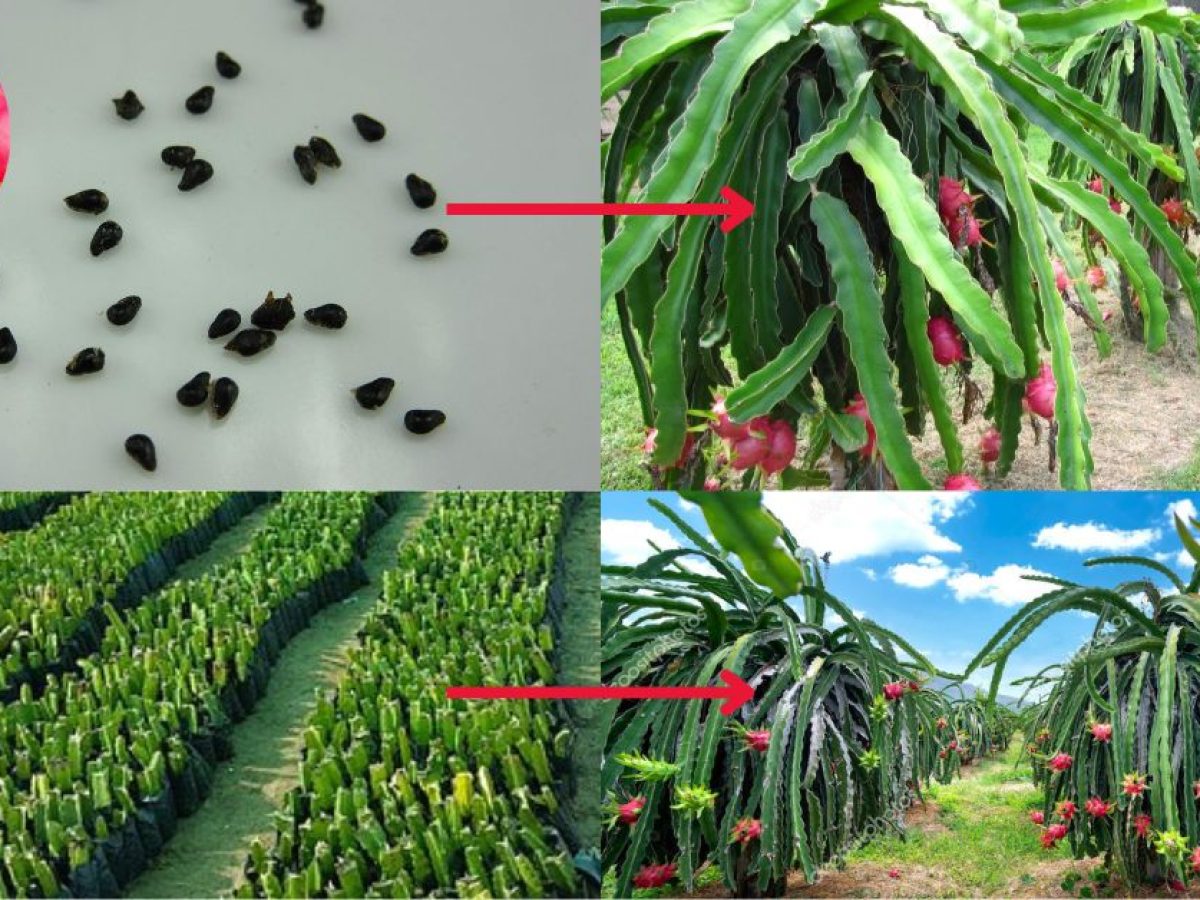Dragon Fruit Growing from Seed and Cuttings: A to Z Guideline