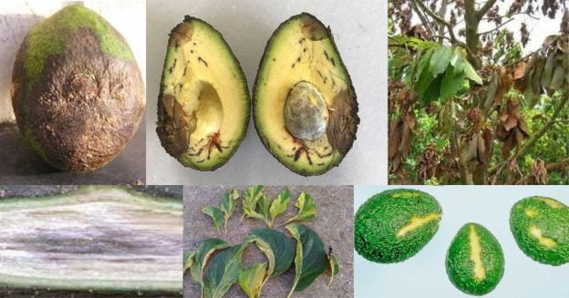 Different Types of Disease of Avocado Tree symptoms on fruits, leaves, and stem.