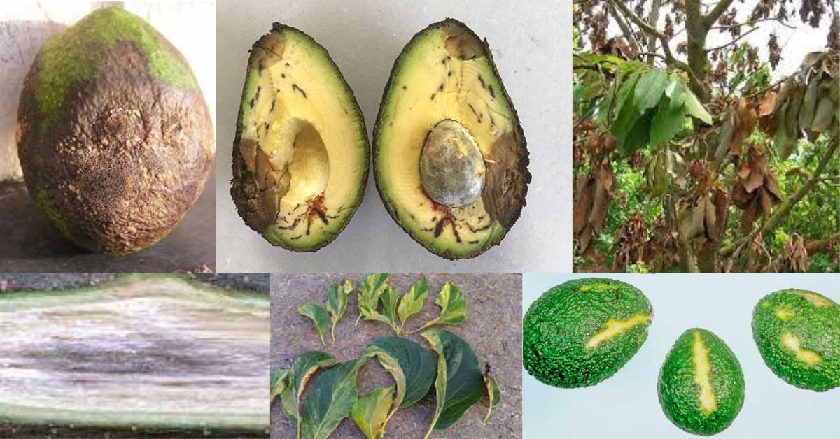 Avocado Tree Disease Causes, Symptoms, and Prevention