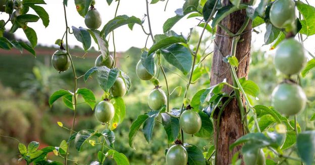 how grow passion fruit.