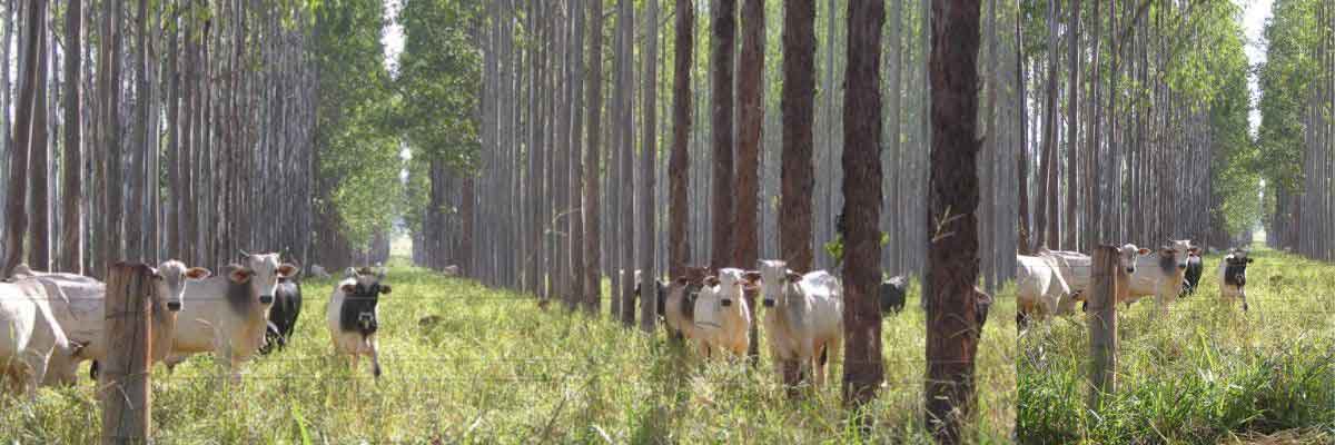 Trees, livestock & forage. Sustainable farming benefiting animal welfare & land productivity. Eco-friendly agroforestry.