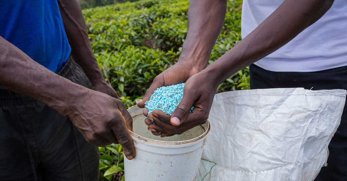 Watermelon Fertilizer Application for 1 Hectare Dos and Don'ts