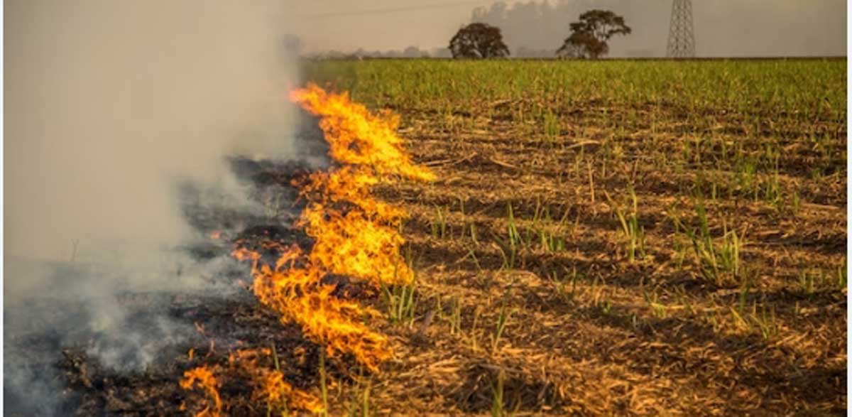 Controlled flames are employed as a pre-planting weed control method to eradicate weeds.