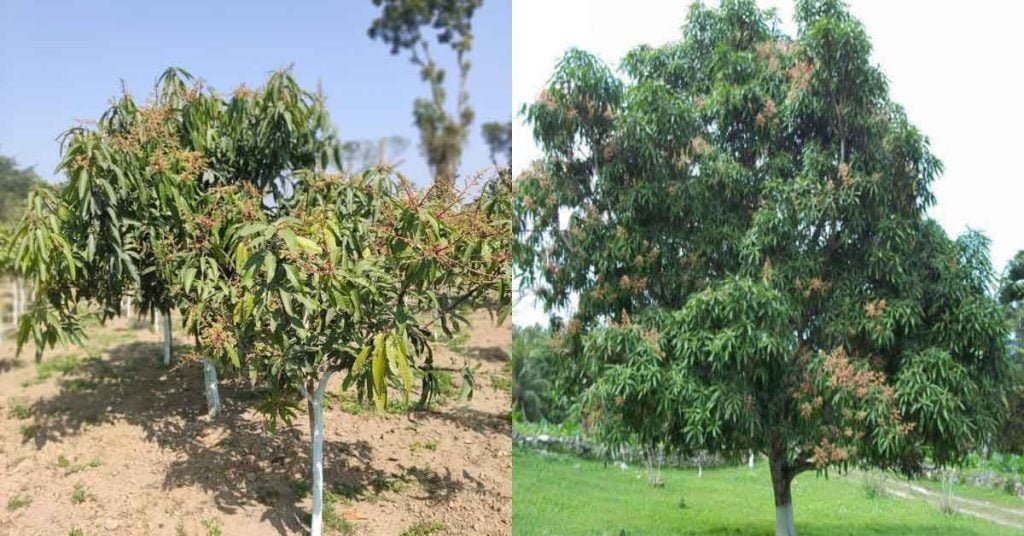 The Best Fertilizer for Mango Tree When and How to Apply