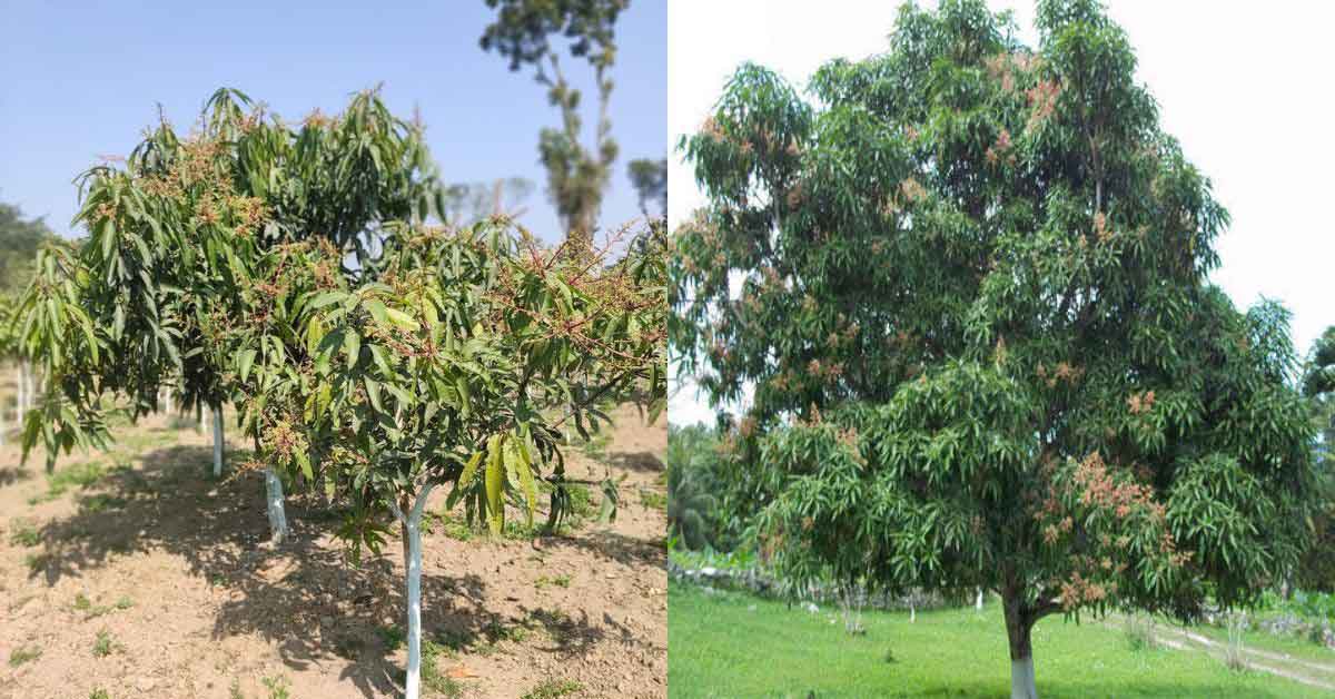 2 year old mango tree on the left side and 6 year old mango tree on the right side.