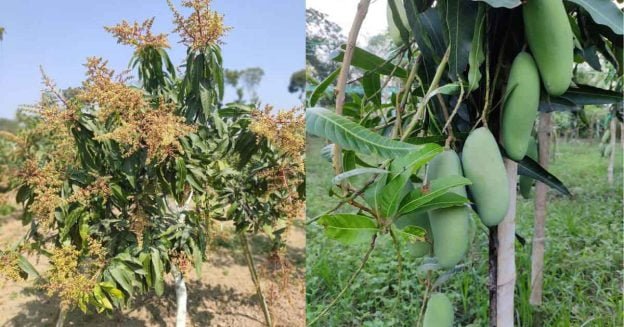 Applying the best fertilizer has resulted in abundant fruits and flowers in the mango tree.