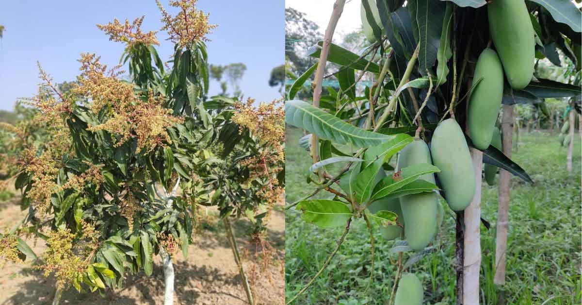 The Best Fertilizer for Mango Tree When and How to Apply