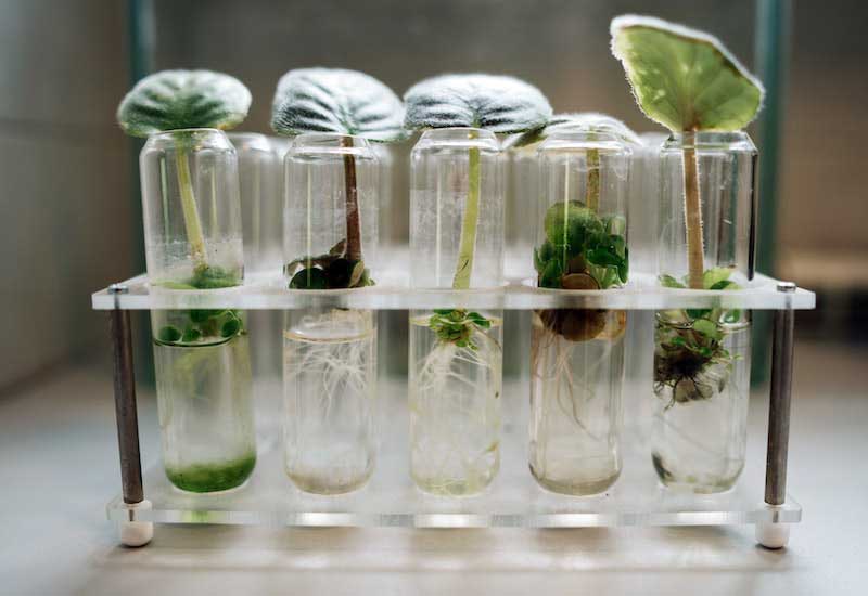 Micropropagation utilizes lab equipment, plant tissue samples, and growth medium to propagate ornamental plants efficiently.