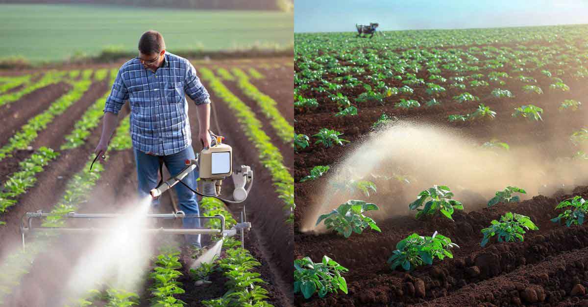 A man applies fertilizer to his potatoes using the liquid method according to requirements.