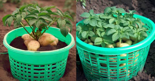 Grow potatoes in two green laundry baskets.