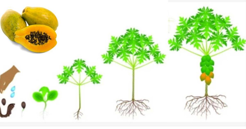 The Life Cycle of a Papaya Tree From Seed to Fruit ToAgriculture