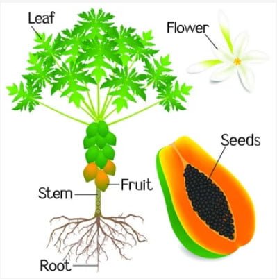 Close-up of ripe papaya fruit, showing the different parts of a papaya tree's life cycle.