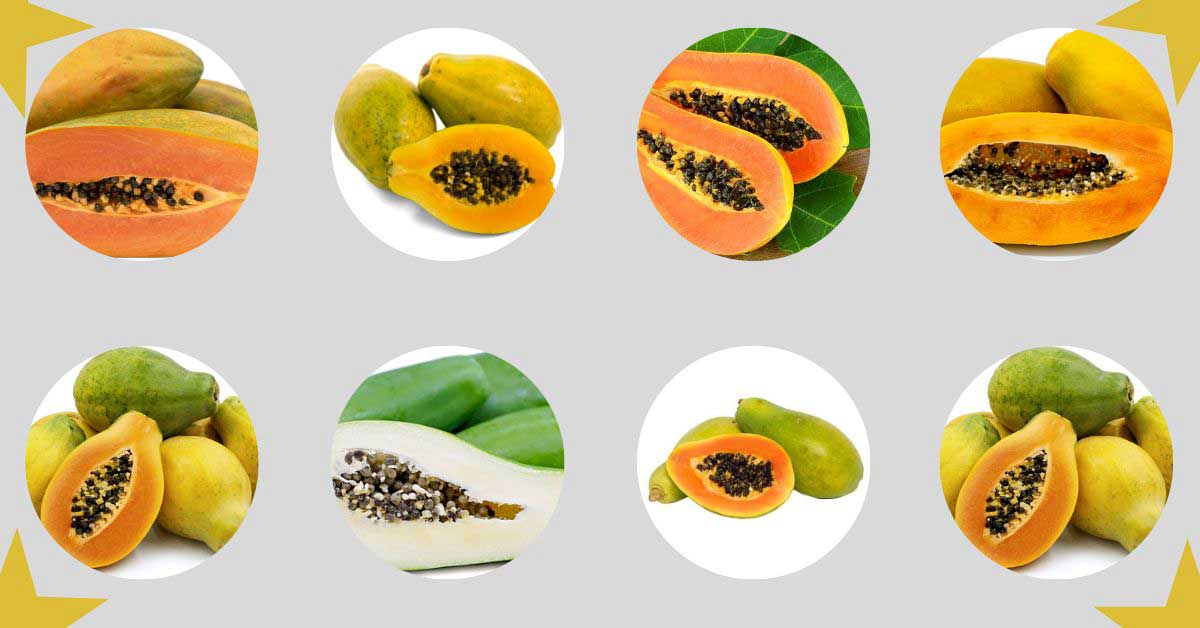 Papaya Varieties Unveiled Exploring the Diversity of Types