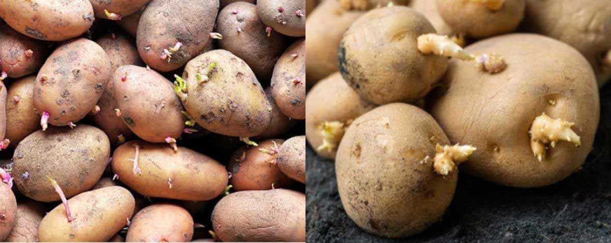 Eligible seed potatoes to grow in a laundry basket.