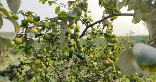 Apple berry farming.
