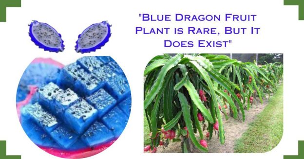 blue dragon fruit plant.