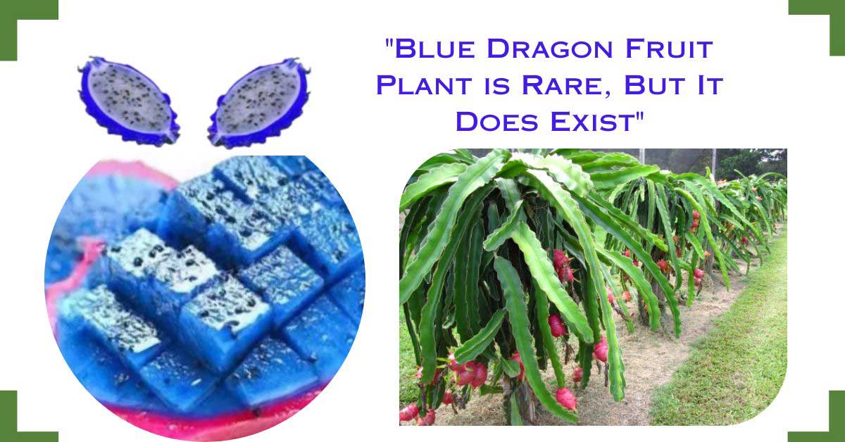 blue dragon fruit