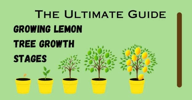 growing lemon tree growth stages.