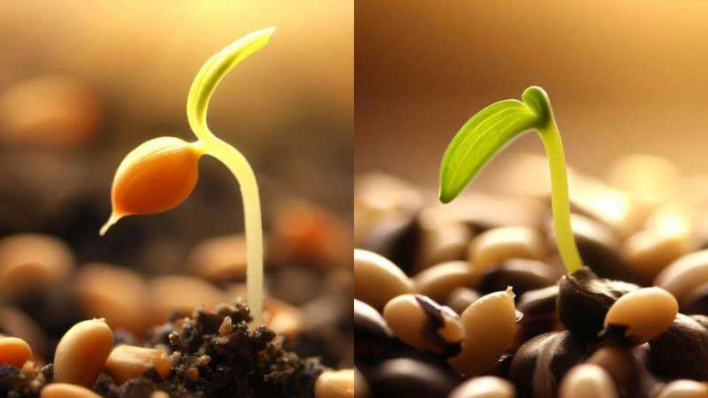 Showing of image Seed germination; it is Growing lemon trees first growth stages.
