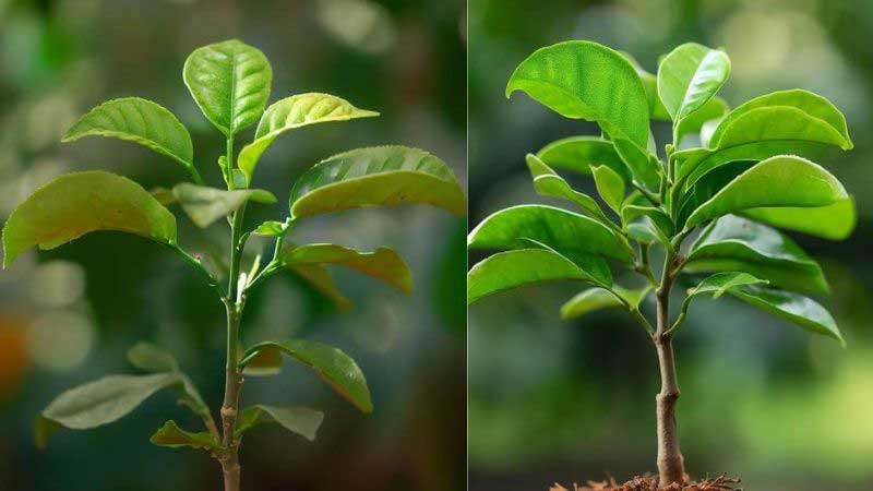 Lemon tree on both sides; growing vegetative growth stages.