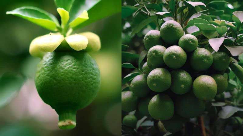 Stage-6: Both sides of Lemon fruits.