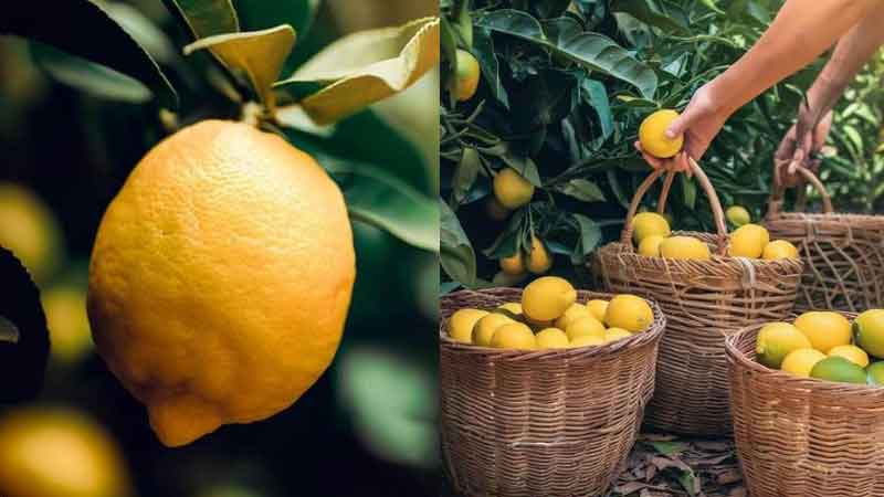 Ripe yellow lemon fruits; on the right side, a person is lifting them by hand and placing them in a basket.
