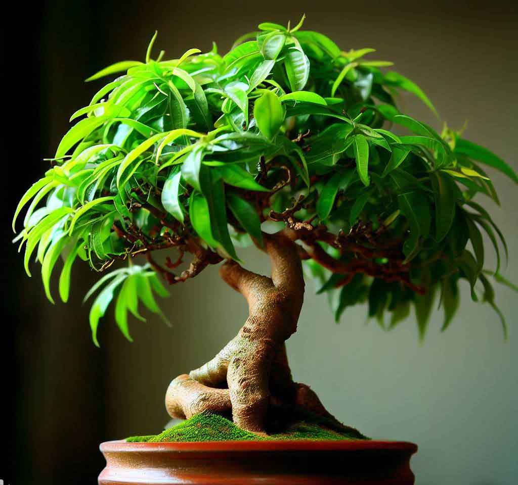 bonsai mango tree in the pot. 