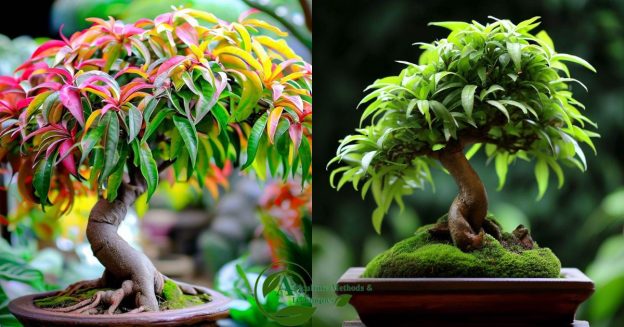 The tree of bonsai mango is on both sides.