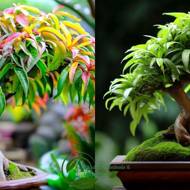 How to Make a Bonsai Mango Tree: Unleashing Your Inner Ninja!