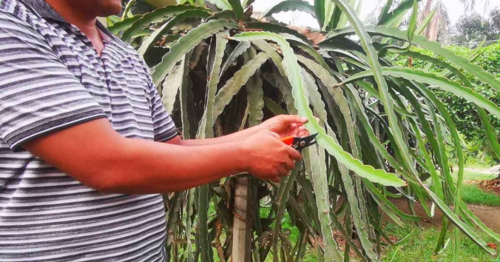Properly Dragon Fruit Tree Training: A Complete Pruning Guide