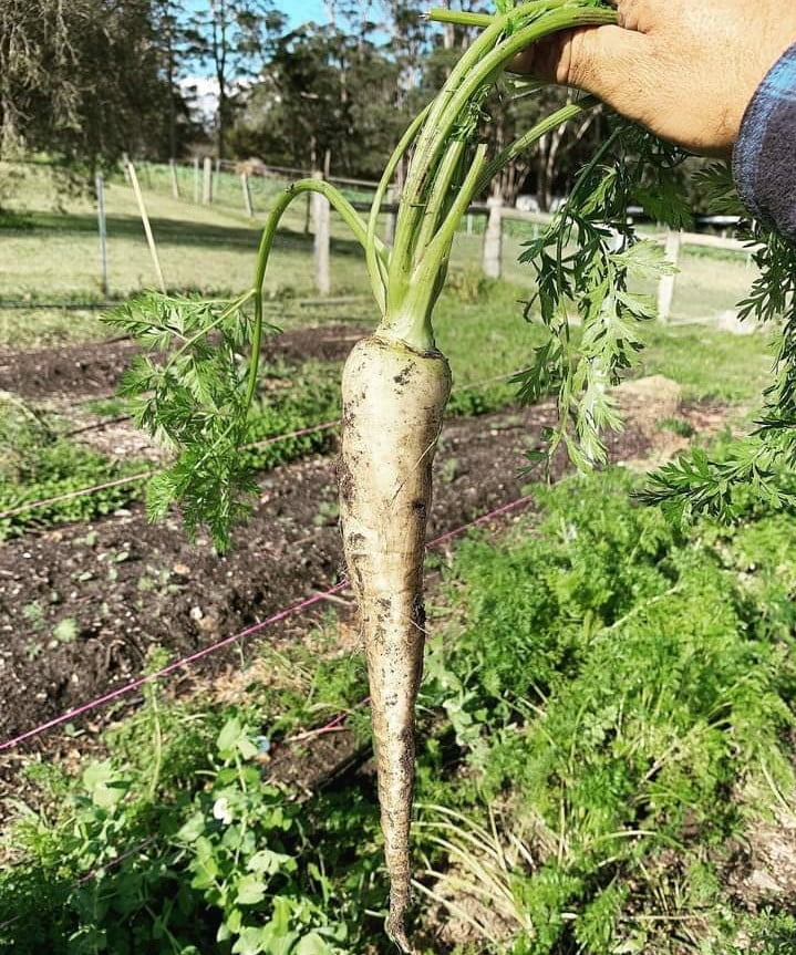 A man is standing in his garden holding a white carrot.
