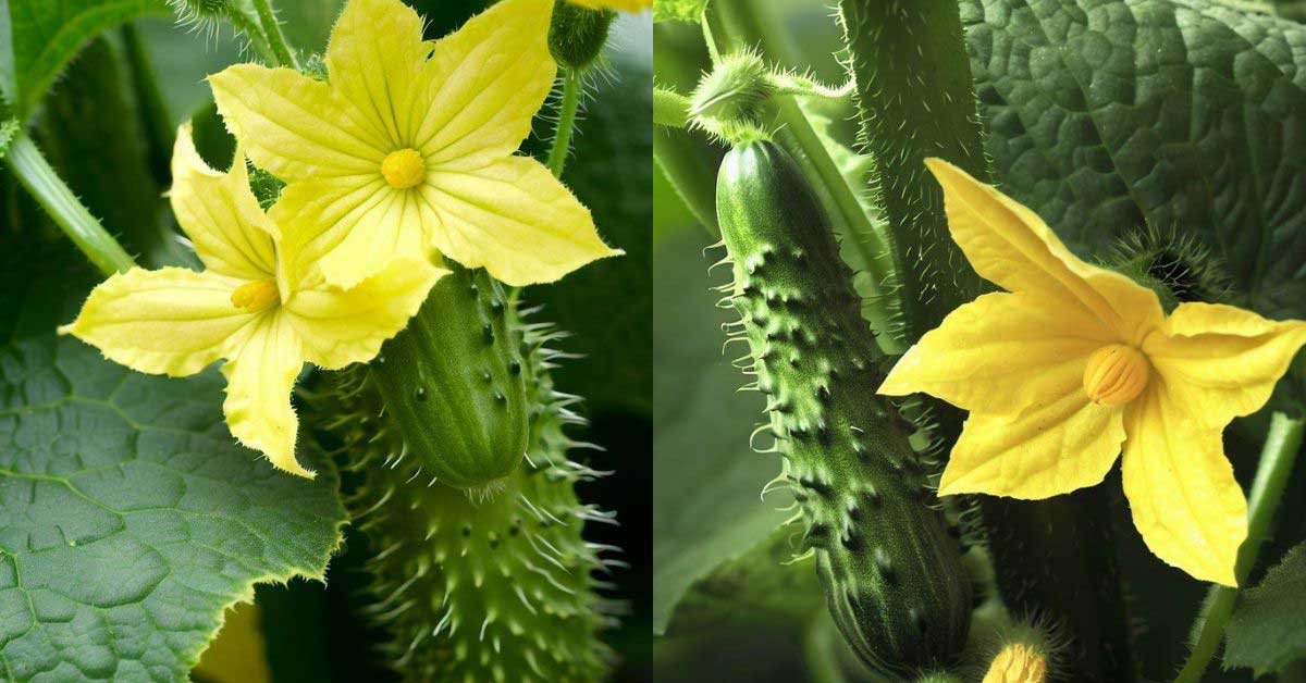 Cucumber plants have yellow flowers and green fruits.