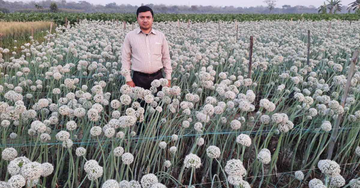 An agricultural expert is standing in a field where they are producing onion seeds.