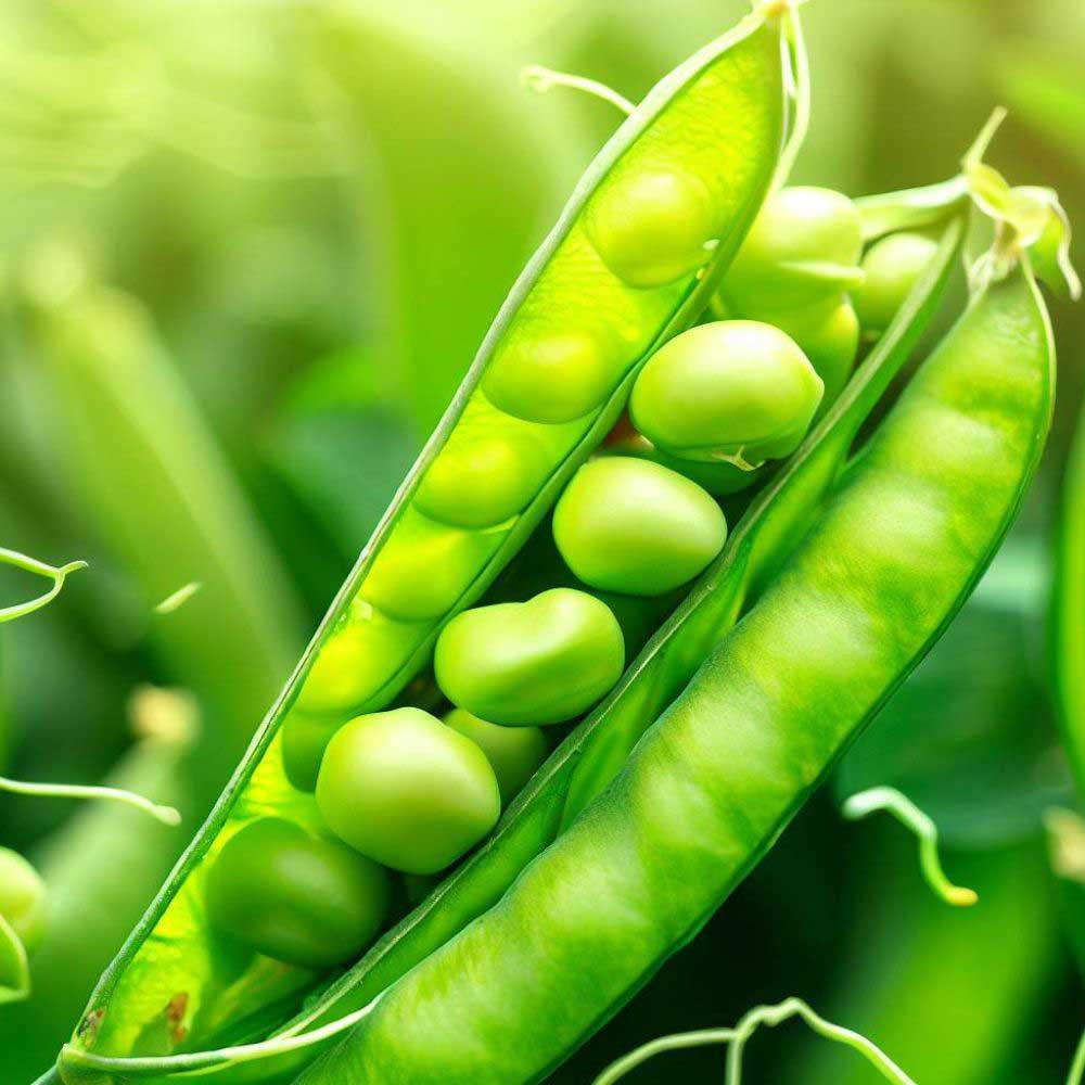 Fresh bright green peas pods on plants in a vegetable garden.