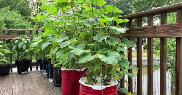 Growing cucumbers in some red and black color 5-gallon bucket.