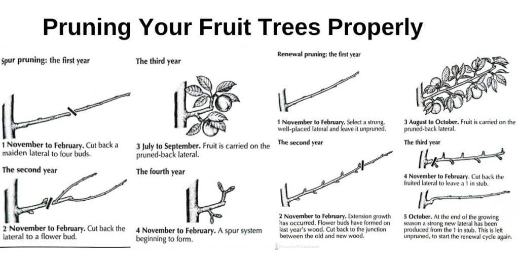 Pruning Mango Trees in Florida How and When ToAgriculture