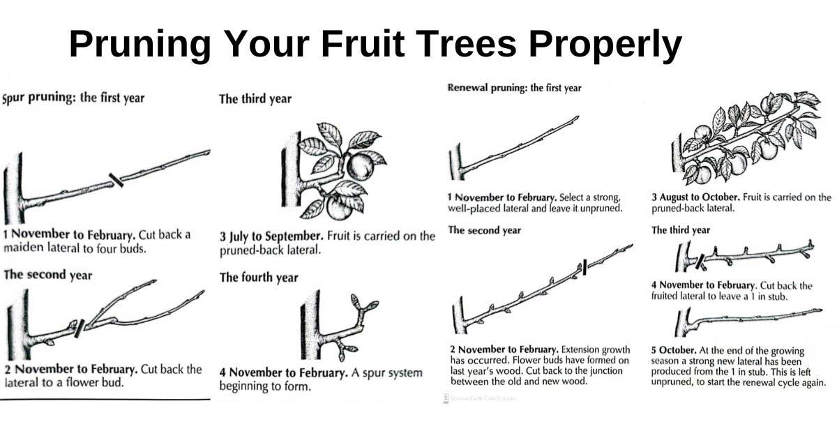 Pruning guide for mango trees in florida and others. 